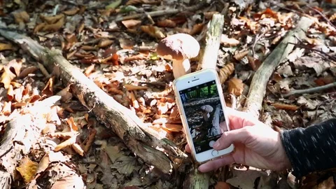 Close up on hands taking picture of toadstool mushroom in the forest. Video stock 117907188