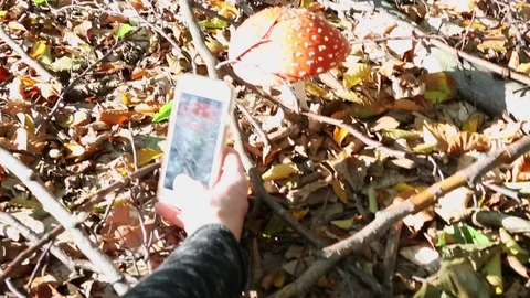 Close up on hands taking picture of toadstool mushroom in the forest. Stock Footage 117907333