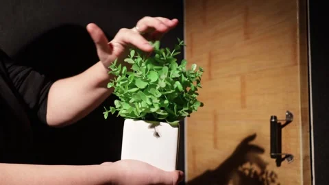 Close-up of hands tending to a small green potted plant indoors Stock Footage 339175636