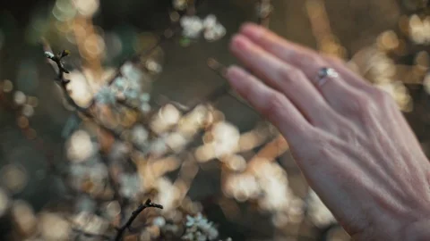 Close-up of hands touching first spring flowers. Spring flowering. Sunlight Stock-Footage 125429368
