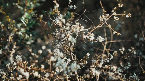 Close-up of hands touching first spring flowers. Spring flowering. Sunlight Stock Footage 125429899