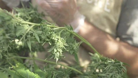 Close-up hands trimming cbd flowers Stock Footage 316534801