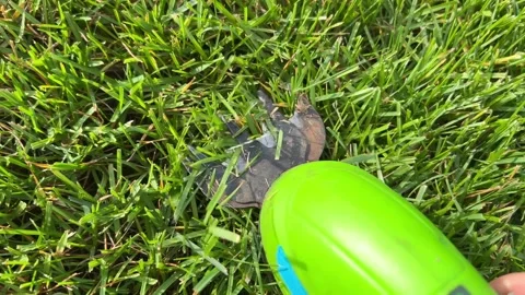 A close-up of hands trimming grass tips with a compact cordless grass trimmer  Stock Footage 337413612