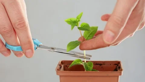 Close-up of hands trimming the top of the flower for a new seedling. Video stock 330765237
