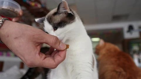 Close-up hands of unrecognizable cat cafe visitor giving treat to cat. Closeup Stock Footage 273799752