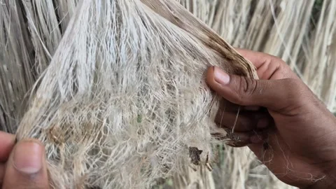 Close Up Of Hands Untangling Dry Raw Golden Jute Fiber Strands For Quality Check Stock Footage 341452428