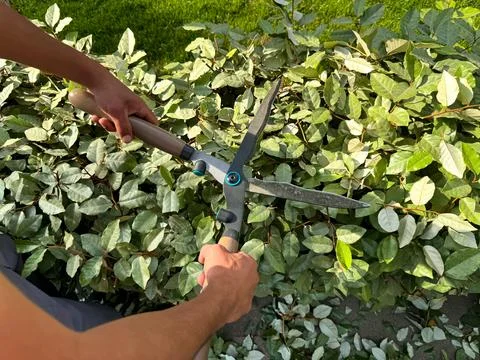 Close up of hands using garden shears to prune lush green bushes during sunny Stock Photos