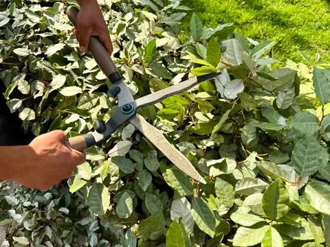 Close up of hands using garden shears to prune lush green bushes during sunny Stock Photos