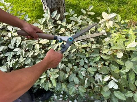 Close up of hands using garden shears to prune lush green bushes during sunny Stock Photos