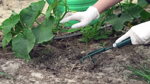 Close up of hands using a garden tool to cultivate plants Stock Footage 311933613