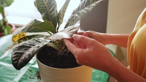 Close-up of hands using small rake Stock Footage 311516452