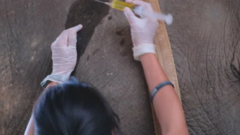 Close up hands of veterinary use syringe and needle to inject for elephant Stock Footage 155456363