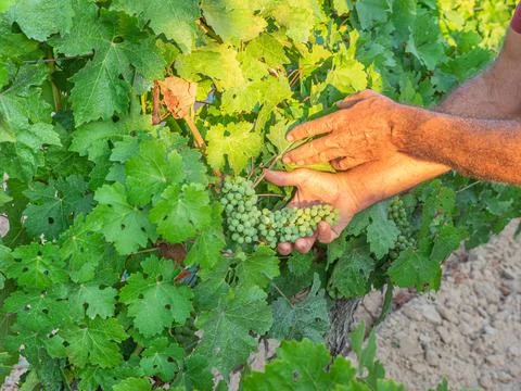 Close up of the hands of a vintner or grape farmer inspecting the grape harve 写真素材