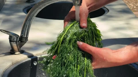Close-up of hands washing a bunch of dill under the tap. Stock Footage 320560719