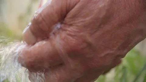 Close-up hands washing a picked tomato Stock Footage 233994463
