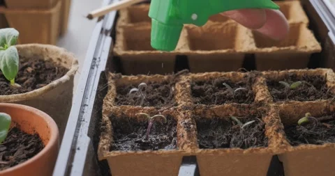 Close-up of hands watering delicate indoor sprouts with a fine mist sprayer in Stock-Footage 332680855