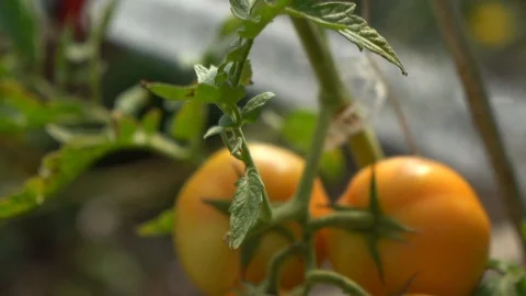 Close-up of hands watering tomatoes Stock Footage 107322095
