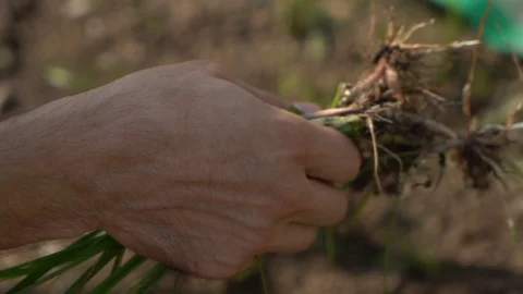 Close-up of hands weeding Stock Footage 107322096