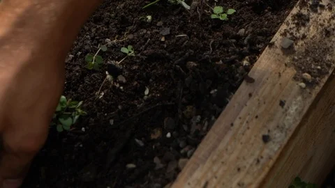 Close-up of hands weeding Stock Footage 107322121
