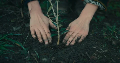 Close up on the hands of woman planting a tree Stock Footage