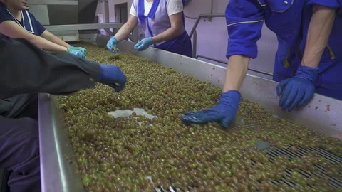 Close-up of the hands of workers who choose bad grapes on the conveyor.  Stock Footage 155467013