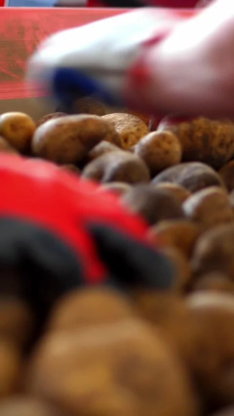 Close-up, hands in working gloves clean from sprouts. potato sorting process. Stock Footage 314980291