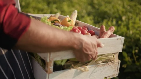 Close up hands young farmer is holding a box of organic vegetables sunlight Stock Footage 115488854