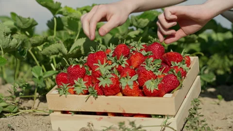 Close-up of the hands of a young farmer sorting a grown strawberry crop. Organic Video stock 157355144