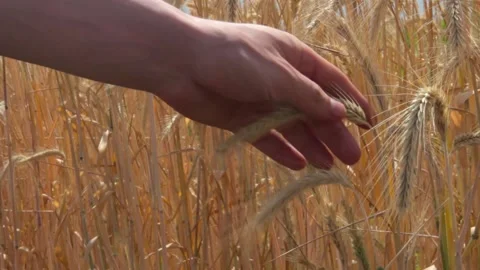 Close Hands of Young Farmer Touching Ripe Wheat Spikes in the Field Slowly Stock Footage 135478369