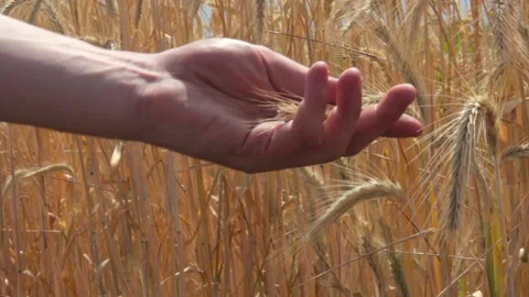 Close Hands of Young Farmer Touching Ripe Wheat Spikes in the Field Slowly Stock Footage 136263694