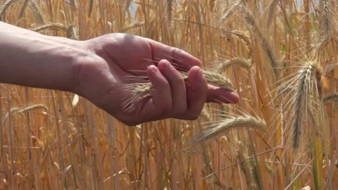 Close Hands of Young Farmer Touching Ripe Wheat Spikes in the Field Slowly Stock Footage 137970606