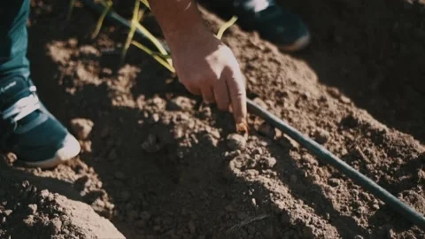 Close-up of the hands of a young man who is planting an onion Stock Footage 144018713