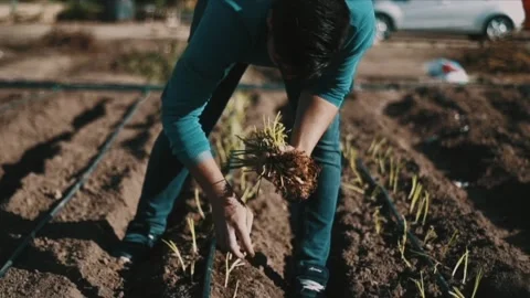 Close-up of the hands of a young man who is planting an onion Stock Footage 144018715