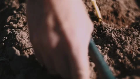 Close-up of the hands of a young man who is planting an onion Stock Footage 144018731