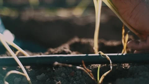 Close-up of the hands of a young man who is planting an onion Stock Footage 144018739