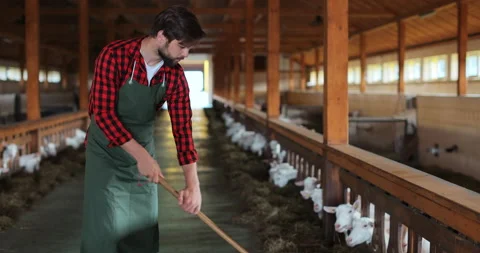 Close up of handsome Farmer worker cleaning and feeding goats. Ecologically Stock Footage 212105551