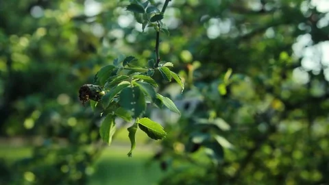 Close Up Of Hanging Branch Stock Footage 92387476