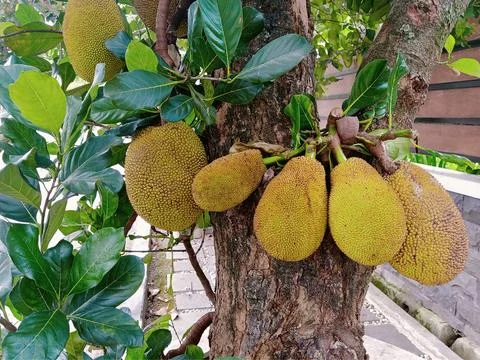 Close-Up of Hanging Jackfruit Cluster on Tropical Tree Stock Photos