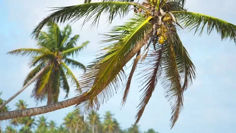 Close up of hanging palm trees heads with the blue sky in the background. Ripe Stock Footage 258475290