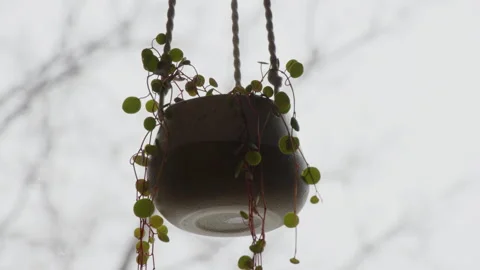 Close up hanging plant pot by window Stock Footage 295918867