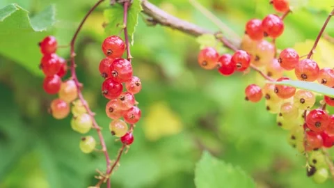Close-up of hanging red and pale yellow currant clusters swaying slightly on thi Stock Footage 342055192