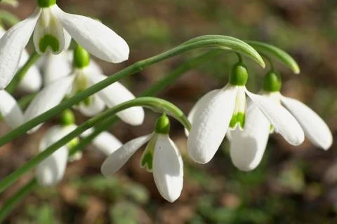 Close-up of hanging spring white snowdrop flowers Galanthus lagodechianus Fotos Stock
