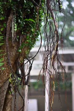 Close-Up of Hanging Tree Roots Stock Photos