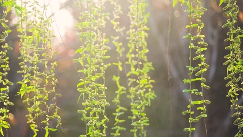 Close-Up hanging willow branches swaying in warm golden hour sunlight Stock Footage 342229359