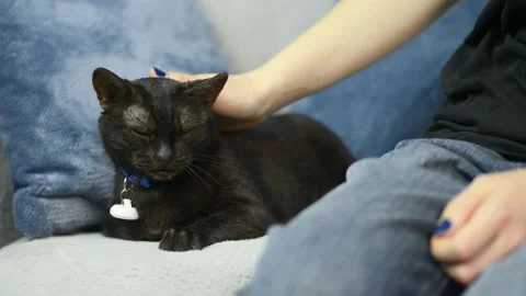 Close up of a happy black cat closing eyes while being petted by owner Stock Footage 345267525