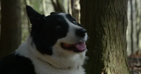 Close up of happy Border Collie panting Stock Footage 328915995