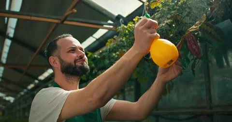 Close up of a happy brunette man spraying water on plants using a spray bottle Stock Footage 280679904