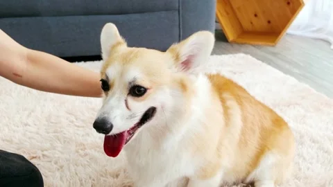 Close-up of a happy Corgi being gently petted on the head while relaxing. Stock Footage 310607680