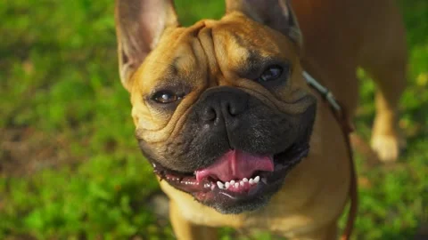 Close-up happy cute dog muzzle french bulldog Pet walking sunny park slow motion Stock Footage 143193062