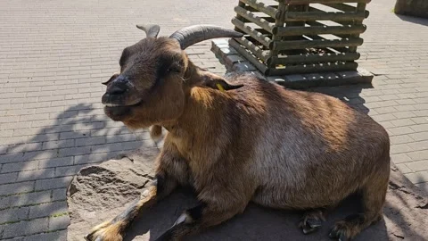 Close up of a happy dwarf goat Stock-Footage 266696208